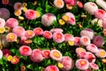 Beautifuln small marguerite flowers on spring flowerbed Royalty Free Stock Photo