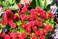 Beautifuln small marguerite flowers on spring flowerbed Royalty Free Stock Photo