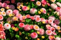 Beautifuln small marguerite flowers on spring flowerbed