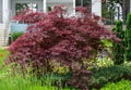 Beautiful red marple Acer palmatum in garden