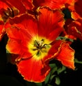 Beautifuly red tulip flower Royalty Free Stock Photo