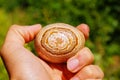 Beautifuly structured egg shaped semiprecious opal stone with layered ornamental drawing. Royalty Free Stock Photo