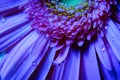 Macro Gerbera Flower, Water Droplets Royalty Free Stock Photo