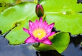 Beautify Lotus flower for background