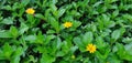 Beautify tiny yellow flowers in green petals