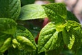 beautiful fresh green hydrangea leaves background with water drops. close up shot Royalty Free Stock Photo