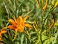 Beautifyl Hemerocallis fulva or tiger daylily in a green meadow