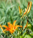 Beautifyl Hemerocallis fulva or tiger daylily in a green meadow