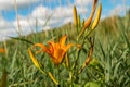 Beautifyl Hemerocallis fulva or tiger daylily in a meadow with sky in back