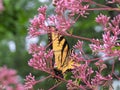 Beautifyl Yellow and Black Butterfly on Pink Flowers