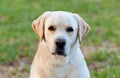 Beautigul Yellow Golden Labrador