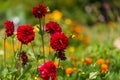 Beautil red dahlia flowers