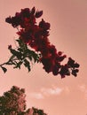 Beautil Roses in a Pink Sky Royalty Free Stock Photo
