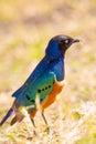 Colorful superb starling bird in Tanzania Africa