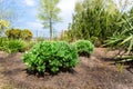 Beautilful ornamental garden with young green sedum spectabile, snowy stonecrop or ice plant Hylotelephium spectabile