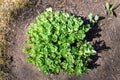 Beautilful ornamental garden with young green sedum spectabile, snowy stonecrop or ice plant Hylotelephium spectabile