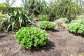 Beautilful ornamental garden with young green sedum spectabile, snowy stonecrop or ice plant Hylotelephium spectabile