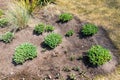 Beautilful ornamental garden with young green sedum spectabile, snowy stonecrop or ice plant Hylotelephium spectabile