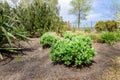 Beautilful ornamental garden with young green sedum spectabile, snowy stonecrop or ice plant Hylotelephium spectabile