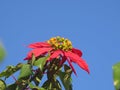 Beautilful red and golden poisettia shrub flower