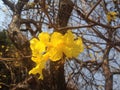 beautilful yellow flower