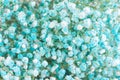 Beautiluf tiny light blue and white gypsophila baby breath flowers. Close up, selective focus Royalty Free Stock Photo