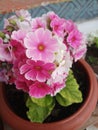 The beautiness of primula rose..pink and white combinatin its amazing Royalty Free Stock Photo