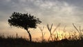 Beautirul sunrise early in the mroning in Malaysia. A tree with the golden light