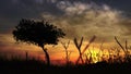 Beautirul sunrise near the paddy field in Malaysia. A tree with the golden light