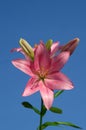 Beautitful pink flower, macrophotography of Lily Asiat Renoir with text space in top in vertical format. Royalty Free Stock Photo