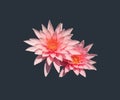 Beautityful of pink lotus flower bloom isolated on gray background