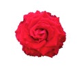 Beautityful of red roses flower bloom isolated on white background