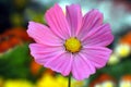 Beautiul Daisy Royalty Free Stock Photo