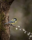 Colourful vibrant Great Tit bird Parus Major on branch in Spring sunshine in garden Royalty Free Stock Photo