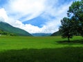 Beautiul meadow in summer in Slovenia