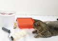 Beautiul scottish straight cat lying against paint can, roller and paint tray for painting wall on the floor