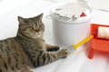 Beautiul scottish straight cat lying against paint can, roller and paint tray for painting wall on the floor