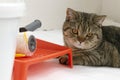 Beautiul scottish straight cat lying against paint can, roller and paint tray for painting wall on the floor