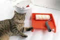 Beautiul scottish straight cat lying against paint can, roller and paint tray for painting wall on the floor