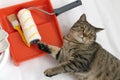 Beautiul scottish straight cat lying against paint can, roller and paint tray for painting wall on the floor Royalty Free Stock Photo