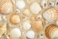 Beautiul seashells on the sand. Beach background. Top view