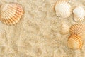 Beautiul seashells on the sand. Beach background. Top view