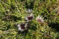 A beautiul silvery thistle, Carlina acaulis, in a mountain meadow