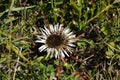 A beautiul silvery thistle, Carlina acaulis, in a mountain meadow