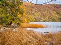 Beautiul, vibrant fall leaf colors