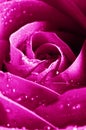 Beautiul violet pink rose