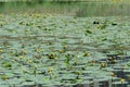 Beautiul yellow water lilies Nuphar Lutea in a pond on a bright summer day