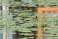 Beautiul yellow water lilies Nuphar Lutea in a pond on a bright summer day