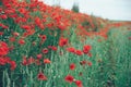 Beauttiful poppy field Royalty Free Stock Photo