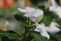 Beautiful singled out flower in natural lighting